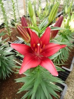 [5013 Tiny Ghost No01.JPG]